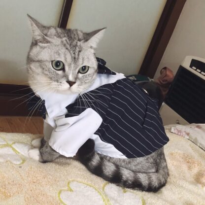 Handsome Suit for Cats - Image 3