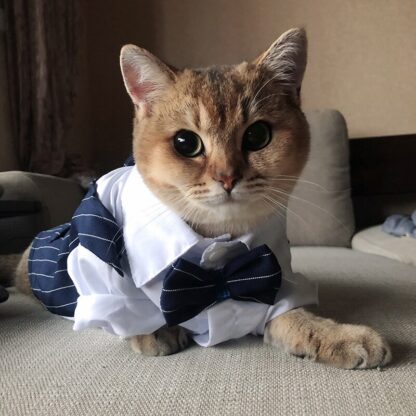 Handsome Cat Tuxedo - Image 4
