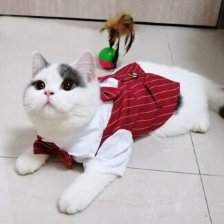 Handsome Cat Tuxedo
