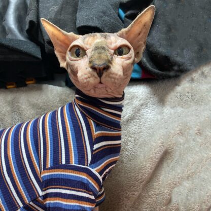 Hairless Cat Winter Sweater - Image 2