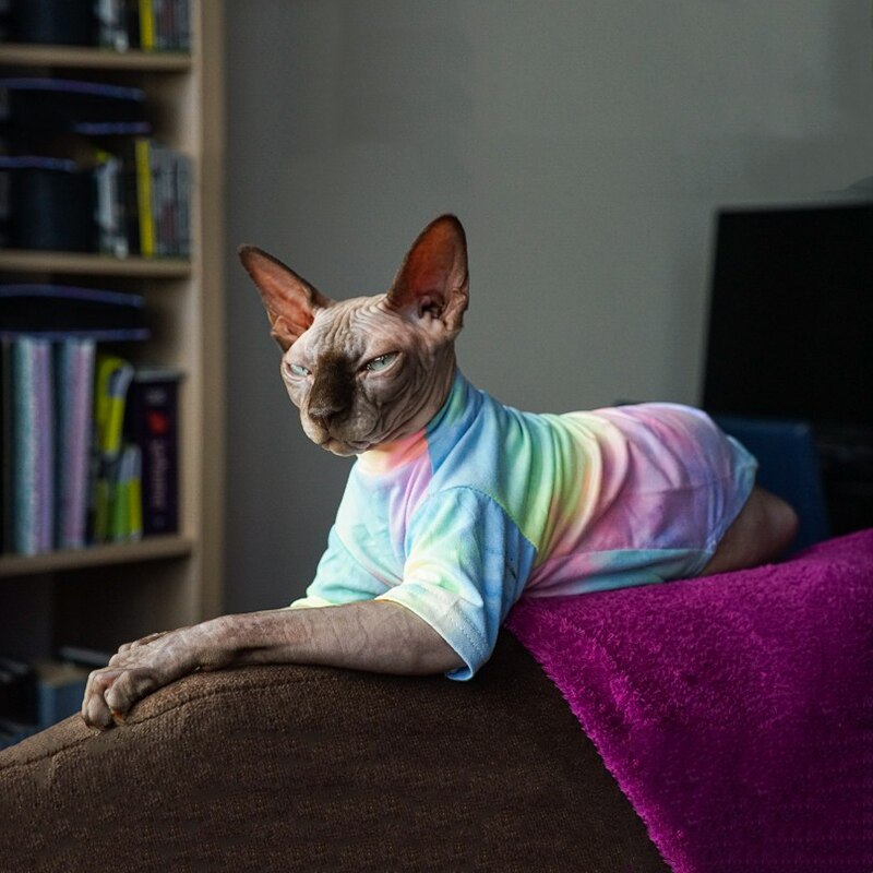 Sphynx Cat Clothes Outfits, Sphynx Cat Wearing Clothes