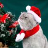 Fun and Adorable Christmas Set