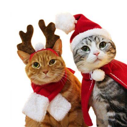 Cozy and Cute Costume for Cat
