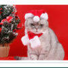 Fun and Adorable Christmas Set - Image 4
