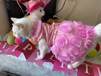 Luxury Cat Princess dress with Rose Pearl - Image 6